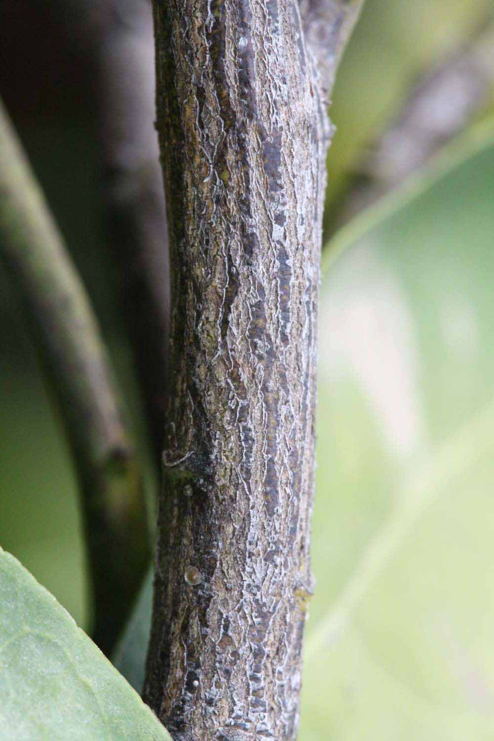              Second - third year twig (Riverside, CA)       